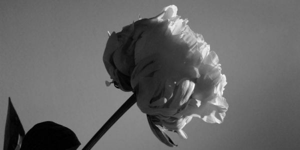 photo_photo_dark